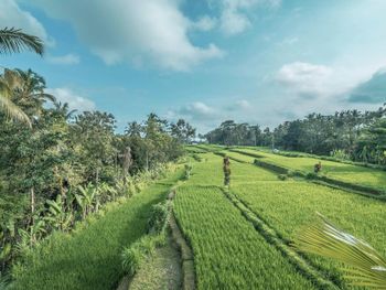 SANGGRALOKA SUITE 4*