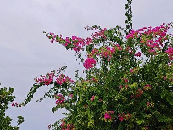 BOUGAN VILLEA RETREAT 4*